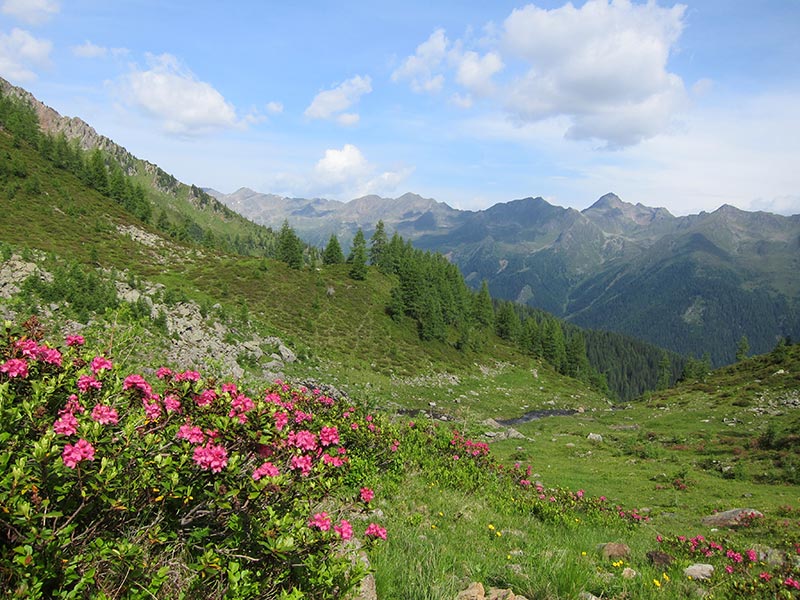 salzkofel